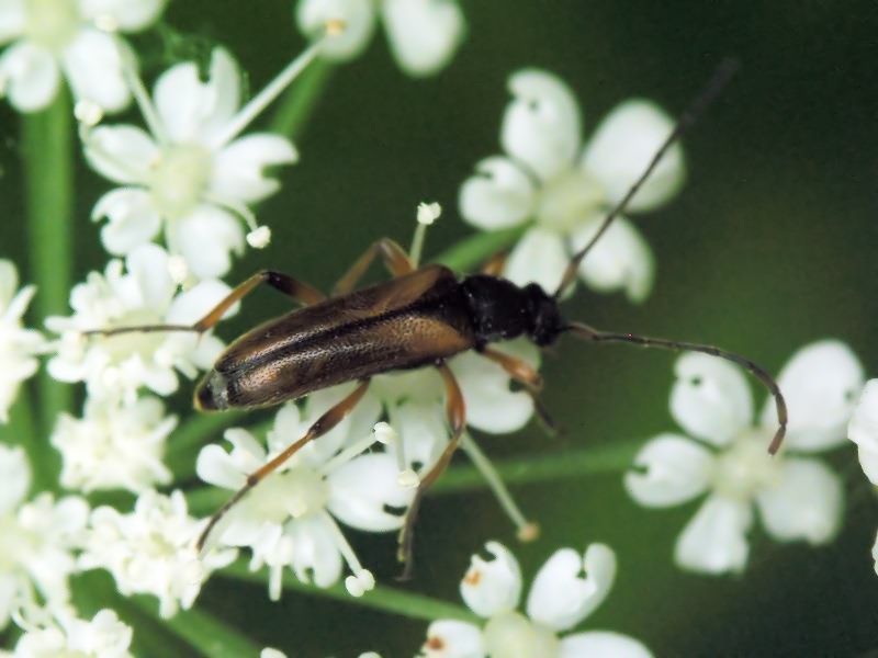 Alosterna tabacicolor (De Geer, 1775)
